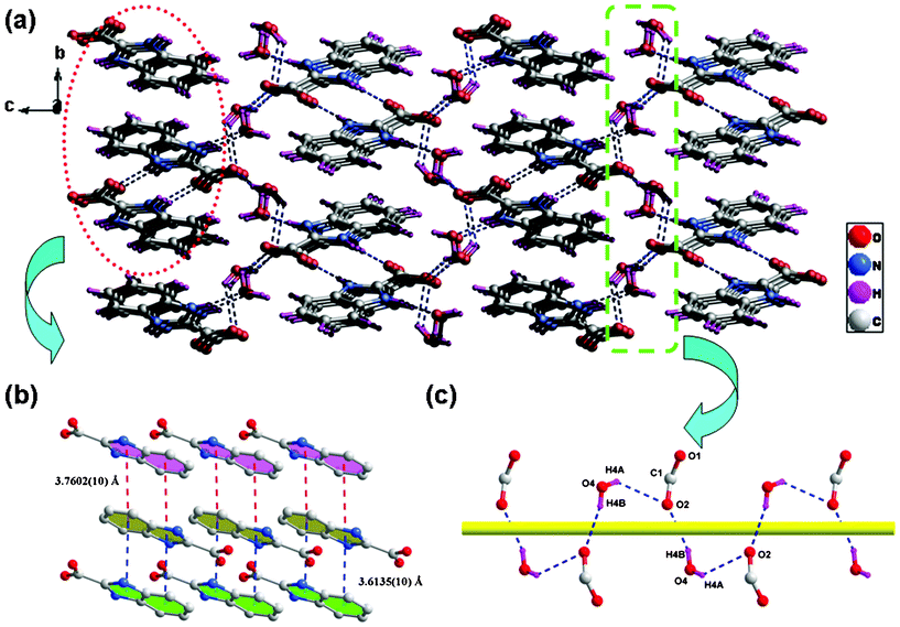 (a) 3D supramolecular network of H2BIC·2H2O formed by intermolecular hydrogen-bonding and π–π stacking interactions. (b) The two distinct π–π stacking interactions in H2BIC·2H2O. (c) Helical chain structure generated by the hydrogen-bond interactions between carboxyl oxygen atoms and lattice water molecules.