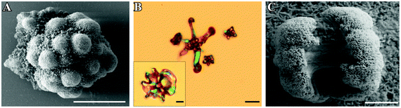 FESEM and polarized optical images of fractal architectures grown at an initial pH of 9.90 (A), 10.05 (B) and 11.90 (C). Note that particles at low pH are significantly larger and display closed raspberry-like (pH 9.90) or open dendritic (pH 10.05) shapes, whereas those formed at high pH usually show dumbbell-like morphologies. Scale bars are 20 μm (A and B), and 2 μm (C).