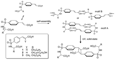 Design strategy and target compounds 1–3 for the construction of crystalline photoactive supramolecular homodimers.