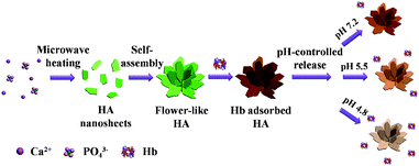 Schematic illustration of the preparation, protein (Hb) loading and pH-controlled release processes of hydroxyapatite NFHNs.