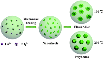 Schematic illustration for the formation of flower-like hierarchical nanostructures and polyhedra.