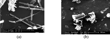 SEM image of acemetacin polymorphs (a) I and (b) II.