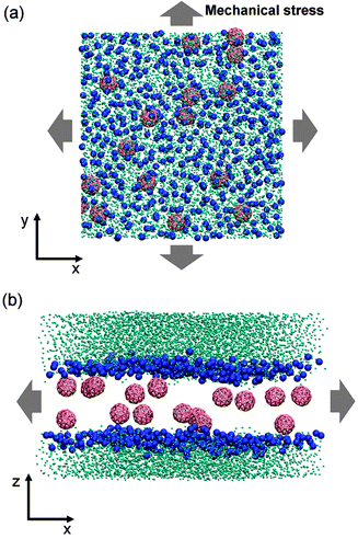 Schematic illustrations of the tense lipid bilayer system. (a) Top view, nanoparticles are dispersed in biomembranes. (b) Side view, mechanical stress is applied at the lateral direction. Phosphate groups are shown as blue spheres, nanoparticles are in red and water beads are in cyan. Lipid tails are not shown for clarity.