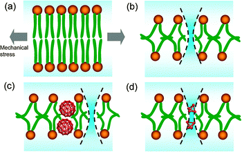 Mechanism of the fullerene strengthening or weakening effect on a lipid membrane. (a) Lipid bilayers under zero surface tension. (b) Water penetration of lipid bilayers under critical rupture tension. (c) Smaller fullerenes facilitate water penetration under lower critical rupture tension. (d) Larger fullerenes inhibit water penetration nearby under higher critical rupture tension.