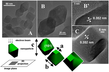 TEM images representative of an ensemble of particles constituting the TiO2 HT sample: panels A, B, B′ and C; original magnifications: ×120, ×300, ×800 and ×400 k, respectively.