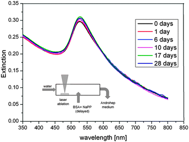 Long-term stability of the surfactant-free BSA-coated Au NPs in Androhep cell culture medium, determined by UV-vis measurements for a period of 28 days.