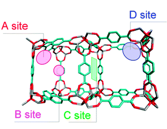 Preferred adsorption sites for the guest molecules found in the simulations: the corner sites (A site) in a large cavity, the centre site (B site) in a large cavity, the sites on window (C site), and the corner sites of the small cavity (D site).