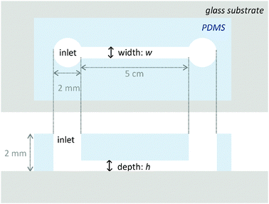 Schematic illustration of a straight-type microchannel with 2 mm-diameter pores at both ends for solution inlet/outlet.