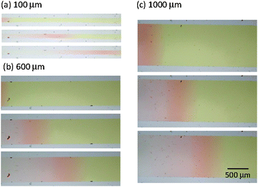 Snapshots of propagating proton waves in microchannels with (a) 100 μm, (b) 600 μm, and (c) 1000 μm widths. Photos are taken every 2 min. The inlet is positioned at the left side of each microchannel.