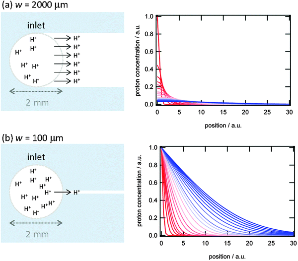 (left) Diffusion of protons from the inlet into the microchannels with different channel width. (right) Change in proton concentration profiles with time from red to blue assuming diffusion from (a) a limited proton source and (b) an infinite proton source.