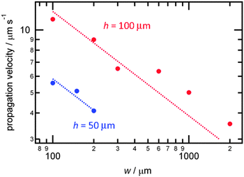 Proton wave propagation velocity as a function of the microchannel width with 100 μm (red) and 50 μm (blue) channel depth. Dotted lines are the least-square fitting results.