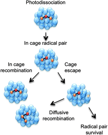 Cartoon showing three possible outcomes following a photodissociation event that produces a pair of radicals within a cage of solvent molecules. The pair can escape the solvent cage and persist separately in solution or diffusively recombine to form the starting molecule or an isomer. Alternatively, the radical pair could remain within the original solvent cage and recombine on a much faster timescale than that for diffusive recombination.