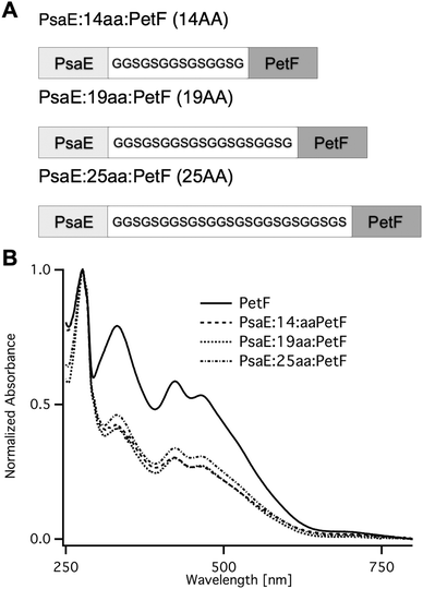 PsaE::PetF fusion protein expression and purification. (A) Sequences of the PsaE::PetF fusion proteins with three linker lengths, 14AA, 19AA and 25AA, corresponding to coverage of 60%, 80% and 95% of the possible docked configurations, respectively. (B) UV-vis absorbance spectroscopy of purified PetF and PsaE::PetF fusion proteins normalized to the absorbance at 278 nm.