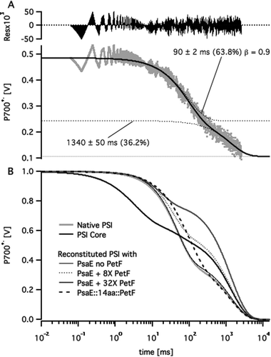 Multi-exponential curve fitting to P700+˙ decay profiles. (A) P700+˙ decay profile of PSI reconstituted with PsaE::14aa::PetF following a saturating pulse of white light (grey dots) fitted to a two stretched exponential decay curve (solid black line). Dotted lines represent the fitted curve and its individual decay components. Labels mark the lifetime, relative amplitude and stretch factor (β) for each component. (B) Fitted decay curves of native, core, and reconstituted PSI samples with different PetF concentrations. Curves were normalized to a P700+˙ signal amplitude of one at t = 0.