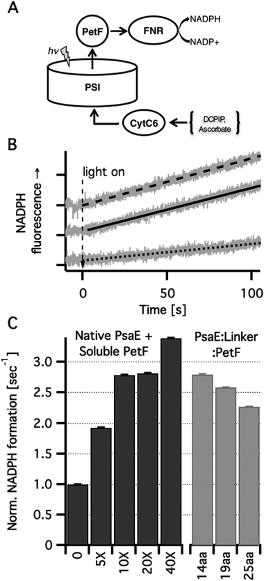 
            In vitro light dependent NADP+ reduction. (A) Scheme of the electron transport chain in solution. Photoexcited PSI was used to reduce PetF that carried the electrons to FNR where they were used for NADP+ reduction to NADPH. Ascorbic acid was used as a sacrificial electron donor by reducing (via DCPIP) CytC6 that transferred the electrons to the oxidizing end of PSI. (B) NADPH formation rates were measured in vitro by monitoring the linear increase in NADPH fluorescence. Typical traces (grey lines) and their linear fits are shown for PSI with no PetF (dotted line), PSI with ten-fold PetF molar excess (dashed line) and PSI reconstituted with PsaE:19aa:PetF (solid line). (C) NADPH formation rates normalized by the rate for PSI reconstituted with native PsaE without PetF. Molar excess of soluble PetF to PSI are indicated. No PetF was added to the PSI complexes reconstituted with PsaE::PetF fusion proteins.