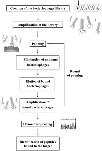 Schematic representation of the experimental steps of the phage display technique. Phage libraries are created by inserting a set of different sequences into the phage genome: each phage receives a single nucleotide sequence and exposes the new peptide on its surface. After amplification of the phage library in bacteria, the library is exposed to the target (single molecules, cells or even living tissues). In the latter step, called panning, phage displaying molecules that specifically bind to the target are recovered, while non-specifically bound and unbound ones are removed. The specifically bound bacteriophages are then amplified: the re-amplified phage populations can be subjected to further rounds of panning or processed for DNA sequencing. Eventually the selected amino acid sequences, derived from phage genome sequencing, can be searched in various protein databases to locate, if possible, the functional motif in other known protein sequences.