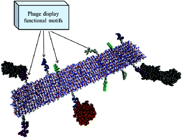 A RADA nanofiber interacting with growth factors by means of different functional motifs discovered by the phage display or other random library techniques. Glycine-spacers (white spheres) and functional motifs (purple, yellow, green and ice blue spheres) protruding from the β-sheet core of the RADA fiber (represented by ball and sticks: white, red and blue, respectively, for alanine, arginine and aspartic acid) may interact with cell membrane proteins and cytokines (grey and orange spheres) held by weak interactions.