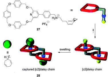 Fixing a preformed [c2]daisy chain by swelling stoppers.75