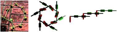 Left: original daisy chain composed of flowers; middle: schematic representation of a molecular cyclic daisy chain; right: acyclic daisy chain.