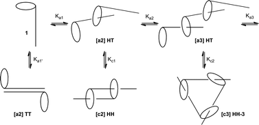 Possible aggregates formed by daisy chain monomers.5