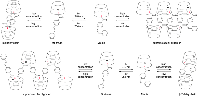 Aggregation behavior of in 2 or 3 position photoisomerizable stilbene functionalized α-cyclodextrins. Depending of the substitution position either the trans- or cis-isomers form supramolecular oligomers.54