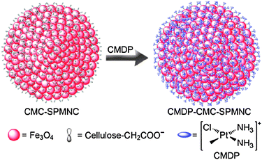 Fabrication route of the CMDP–CMC–SPMNC conjugate.