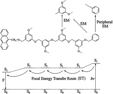 Downhill focal energy-transfer (ET) route and peripheral energy migration (EM) in the dendrimer 26n (fourth generation).