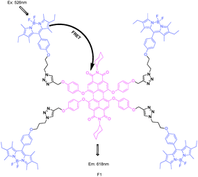 Structure of BODIPY derivative FRET cassette F1.