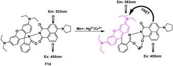 FRET fluorescent probe F14 for detection of Hg2+ and Cr3+.