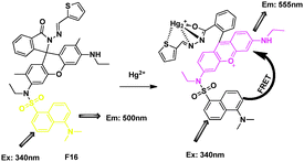 FRET chemosensor F16 for Hg2+ detection.