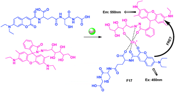 Intermolecular FRET sensor F17 for Cr3+ detection.