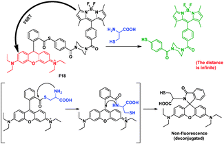 FRET chemosensor F18 for detection of thiol.