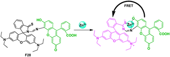 Fluorescent probe F28 for Zn2+ detection based on FRET.