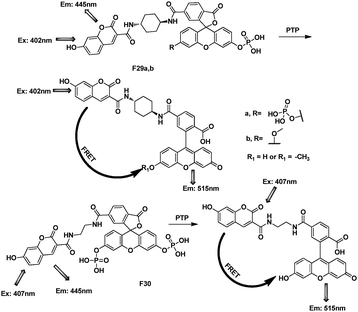 FRET cassettes of F29–30 for detection of protein PTP.