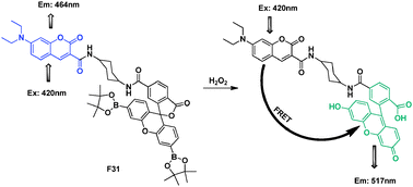 FRET chemosensor F31 for detection of H2O2.