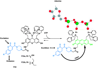 Binding mechanisms of FRET sensors F33a–b with ATP.