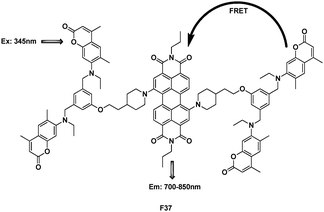 Structure of dendrimer FRET cassette F37.