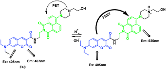 Fluorescent probe F40 for H+ based on FRET.