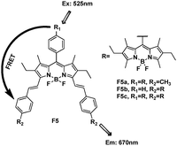 Structure of BODIPY derivative FRET cassette F5a–c.