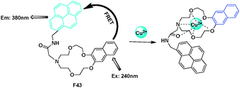 FRET chemosensor F43 for Cu2+ detection.