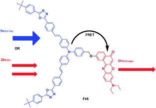 Structure of FRET cassette F45.