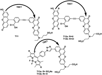 TBET cassettes T11, T12a,b and T13a,b.