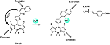 TBET chemosensors T14a,b for Fe3+ detection.