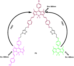 Structure of BODIPY derivative FRET cassette F6.