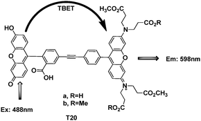 TBET cassettes T20a,b for labeling proteins.