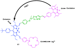 Fluorescent probe F7 for Hg2+ based on FRET.