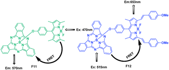 Structure of FRET cassettes F11, F12.