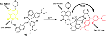 Fluorescent probe F13 for Cr3+ detection based on FRET.