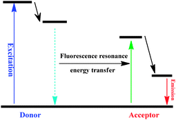 The mechanism of the fluorescence resonance energy transfer process.