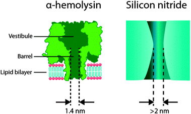 (left) An α-hemolysin biological nanopore embedded in a lipid bilayer membrane. This protein has been adopted for in vitro nanopore sensing applications due to its ability to permit the passage of small solutes and relatively large macromolecules in a linear conformation such as DNA. Furthermore, α-hemolysin is amenable to protein engineering that can provide single point mutations in the vestibule or the barrel that can later be used in the conjugation of recognition elements. (right) A cross-sectional illustration of a typical solid-state nanopore fabricated in a silicon nitride membrane. The pore diameter can be finely tuned and typically ranges from 2 nm upwards. The nanopore shape can approximate an hourglass, cylinder, or cone, depending on the fabrication methods. In cylindrical nanopores, the depth is defined by the thickness of the membrane and typically takes on dimensions of approximately 10–200 nm. Silicon nitride nanopores are easily amenable to modification by using either surface chemistry or semiconductor processing techniques.